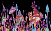 Psychedelic Trip: Find the Best Place To Do Mushrooms